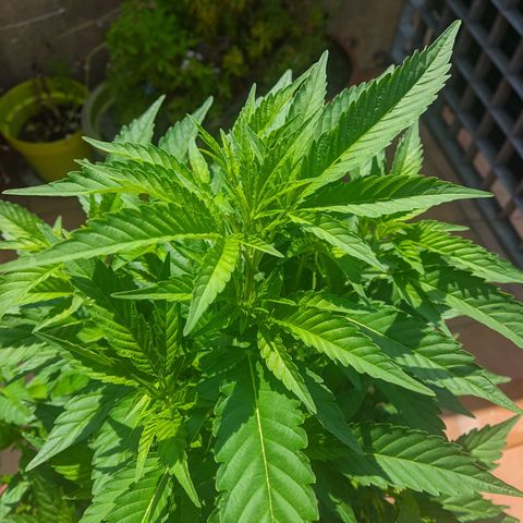 Gertru growlog timeline photo