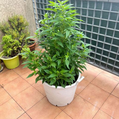 Gertru growlog timeline photo
