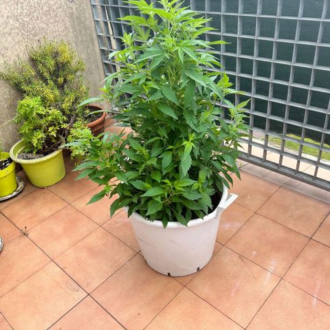 Gertru growlog timeline photo