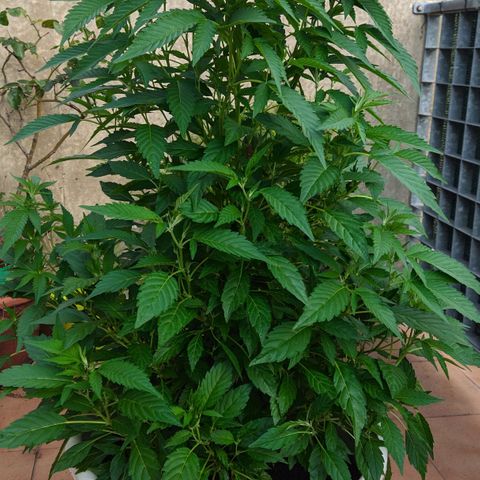 Gertru growlog timeline photo