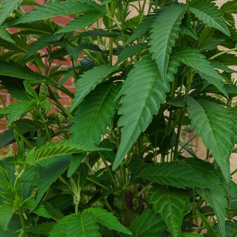 Gertru growlog timeline photo