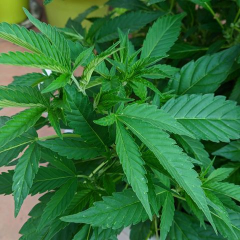 Gertru growlog timeline photo