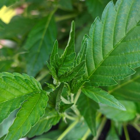 Gertru growlog timeline photo