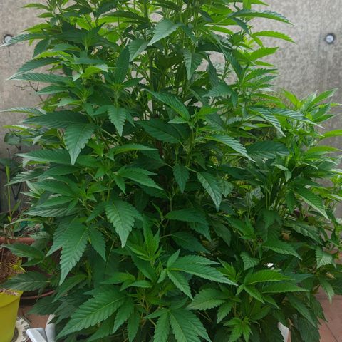 Gertru growlog timeline photo