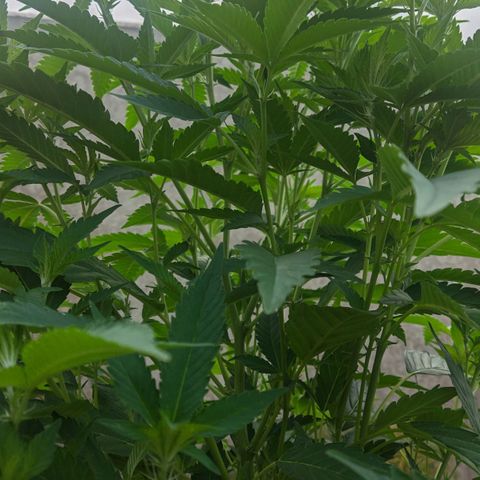 Gertru growlog timeline photo