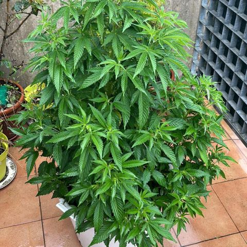 Gertru growlog timeline photo