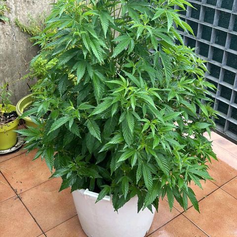 Gertru growlog timeline photo