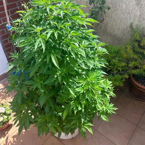 Gertru growlog timeline photo