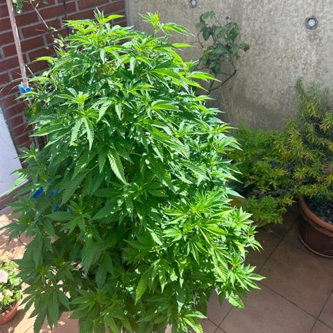 Gertru growlog timeline photo