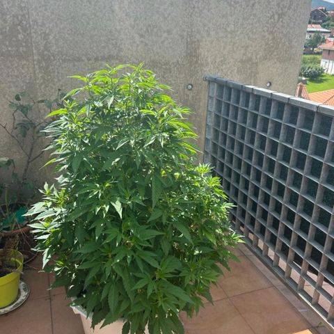 Gertru growlog timeline photo