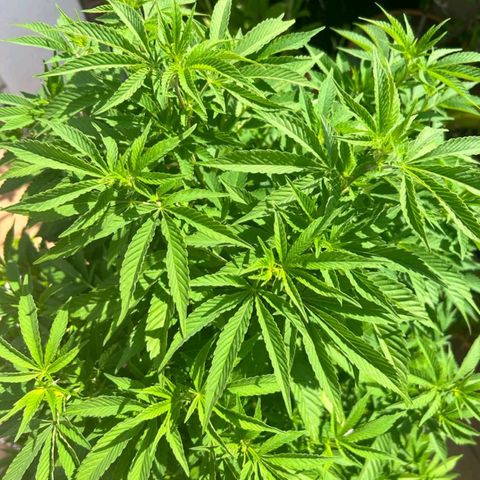 Gertru growlog timeline photo