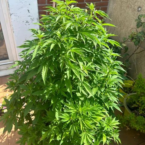 Gertru growlog timeline photo