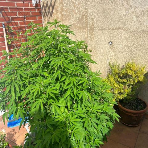 Gertru growlog timeline photo