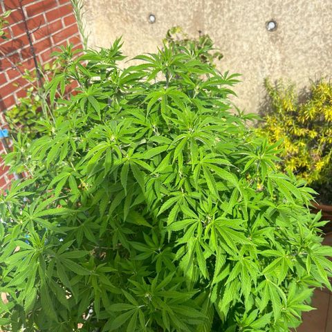 Gertru growlog timeline photo