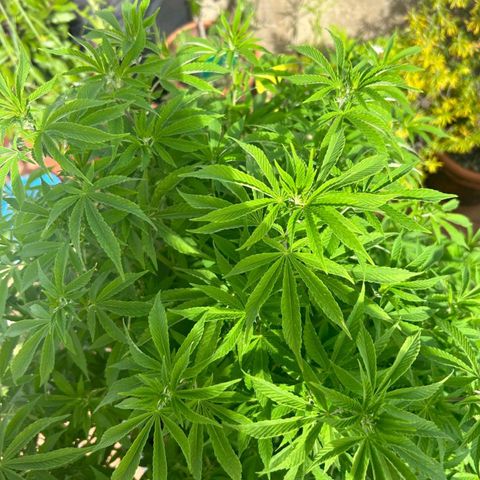 Gertru growlog timeline photo