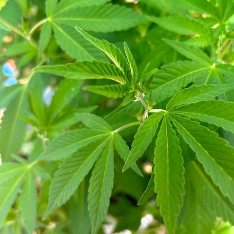 Gertru growlog timeline photo