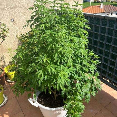 Gertru growlog timeline photo