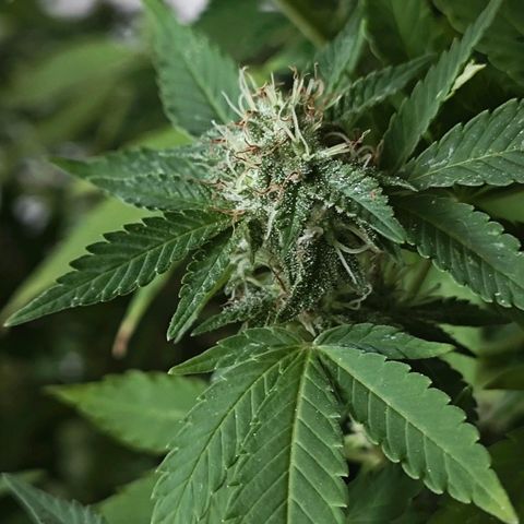 Gertru growlog timeline photo