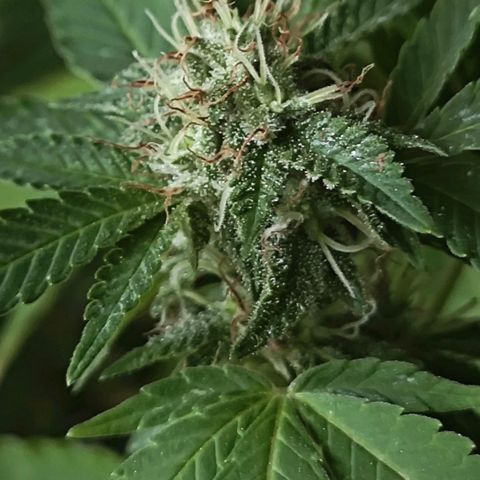 Gertru growlog timeline photo