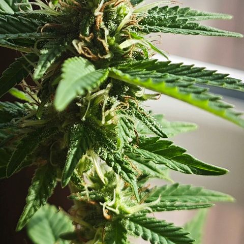 Gertru growlog timeline photo