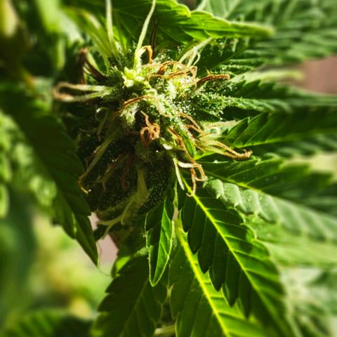Gertru growlog timeline photo