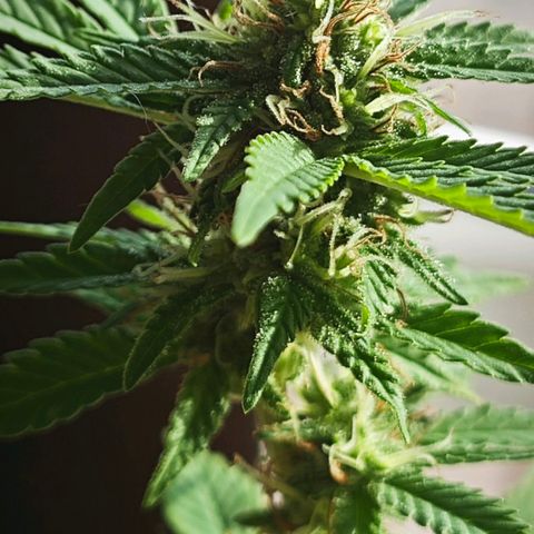 Gertru growlog timeline photo