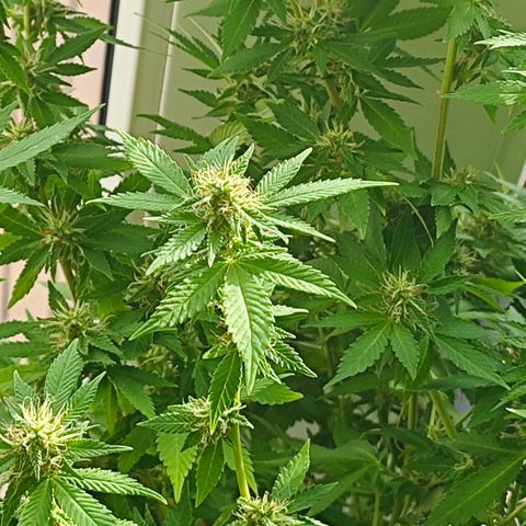 Gertru growlog timeline photo