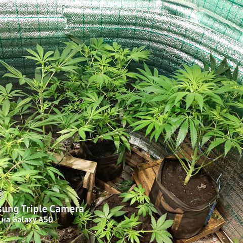 Pablo growlog timeline photo