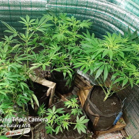Pablo growlog timeline photo