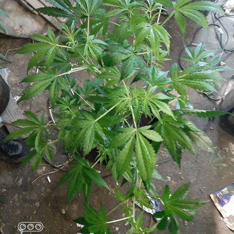 Pablo growlog timeline photo
