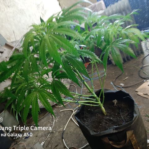 Pablo growlog timeline photo