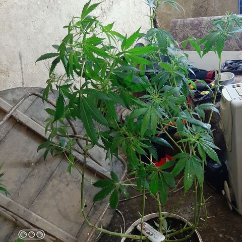 Pablo growlog timeline photo