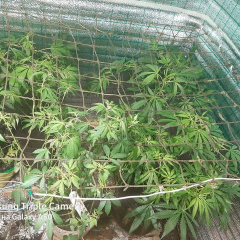 Pablo growlog timeline photo