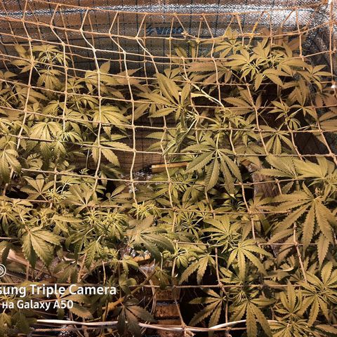 Pablo growlog timeline photo
