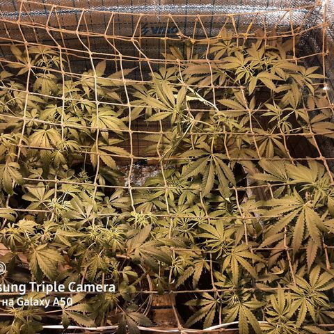 Pablo growlog timeline photo