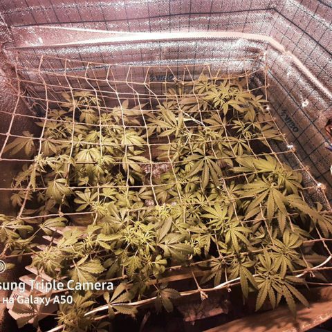 Pablo growlog timeline photo