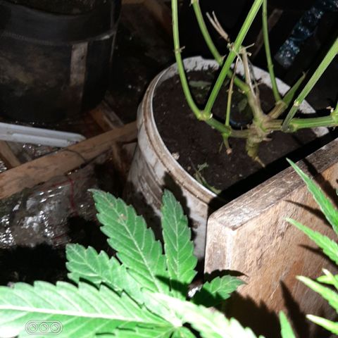Pablo growlog timeline photo