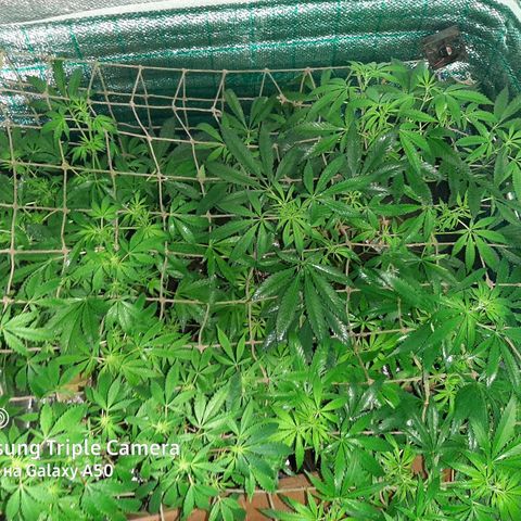 Pablo growlog timeline photo