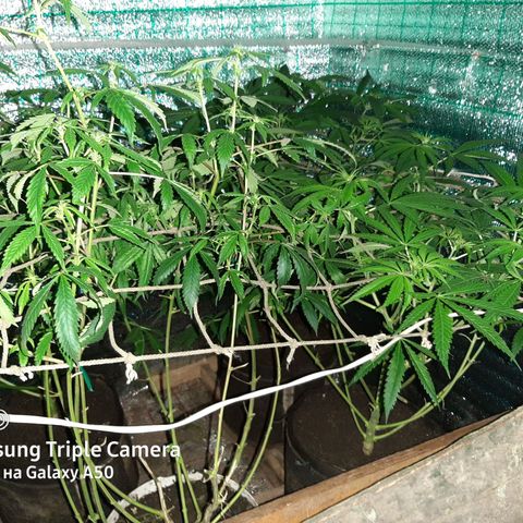 Pablo growlog timeline photo