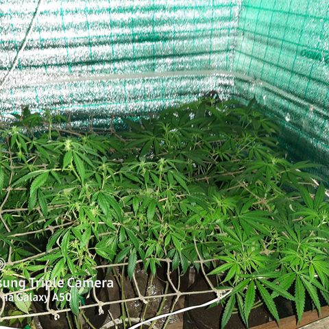 Pablo growlog timeline photo