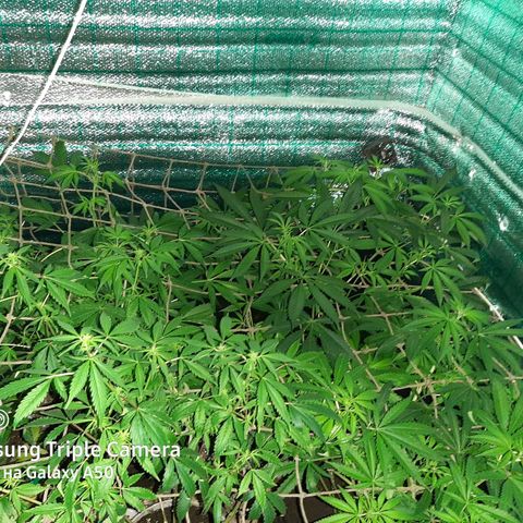 Pablo growlog timeline photo