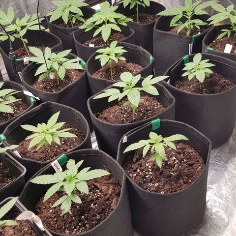 Mix growlog timeline photo
