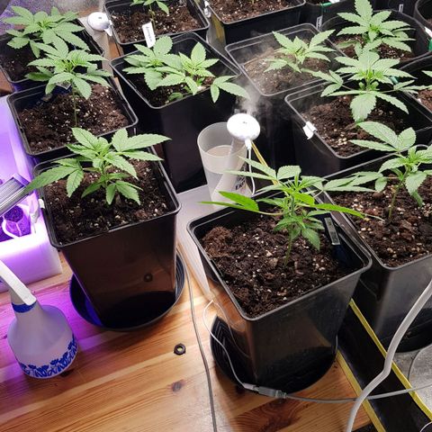 Mix growlog timeline photo