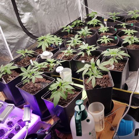 Mix growlog timeline photo