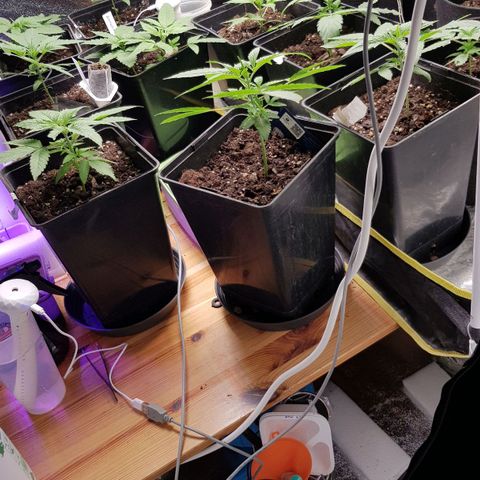 Mix growlog timeline photo