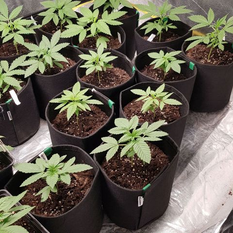 Mix growlog timeline photo