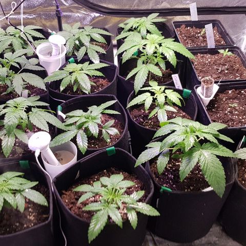 Mix growlog timeline photo