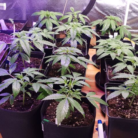 Mix growlog timeline photo