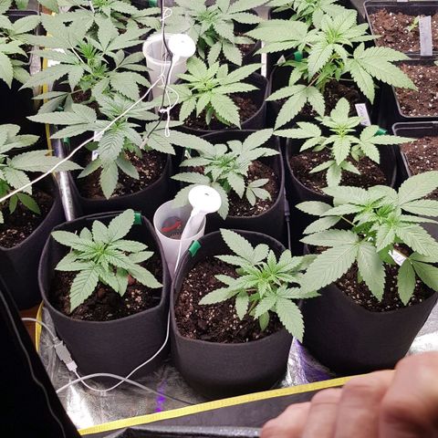 Mix growlog timeline photo