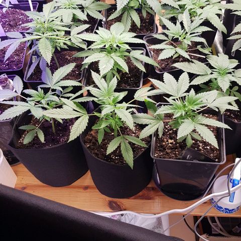 Mix growlog timeline photo